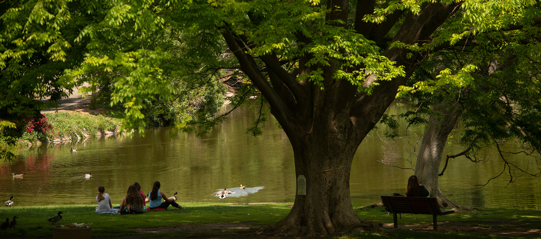 Students relax in the shade of a large tree by Lake Spafford in the Arboretum as ducks swim in the lake. The spring weather is warm for students to study on the grass.